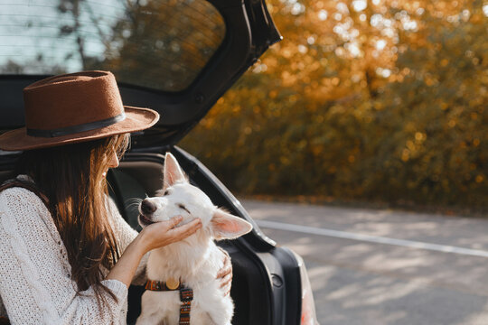 Road trip with pet. Stylish woman caressing cute white dog in car trunk at sunny autumn road