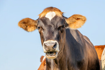 Brown swiss cow head, looking silly and funny, drool while chewing and bellow, blue background sky,