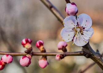 Detail of a group of cherry blossoms in bloom