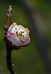 Detail of a group of cherry blossoms in bloom
