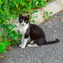 black and white cat in the grass