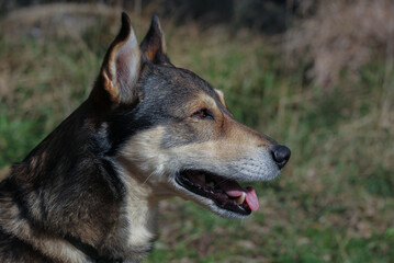 Portrait of a dog in profile close up surrounded by green blurred nature background 