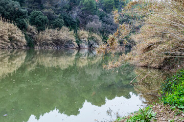 Trees reflected on the bank of the Llobregat river next to the mountains of Montserrat