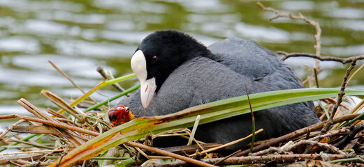 Female coot on the nest with her chicks