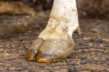 Obraz premium Hoof of a dairy cow standing on a stable floor, dirty with manure