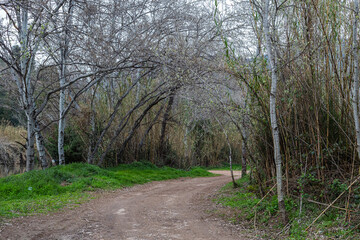 Fototapeta premium Beautiful path in a forest next to the Llobregat river near the Montserrat Mountain