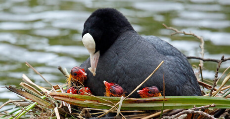 Female coot on the nest with her chicks