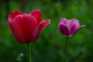 Naklejka premium Detail of Dutch tulips in a flowery field