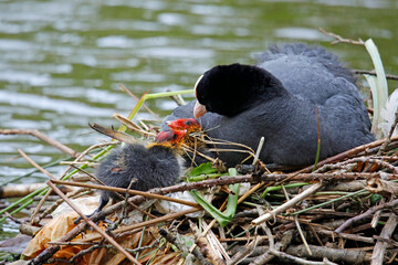 Female coot on the nest with her chicks