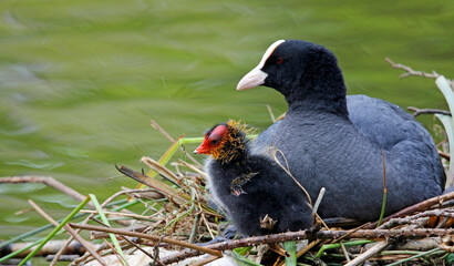 Female coot on the nest with her chicks