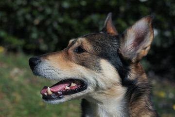 Portrait of a dog in profile close up surrounded by green blurred nature background 