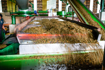 Conveyor belt inside of the Glenloch Tea Factory in Nuwara Eliya, Hill Country in Sri Lanka, Asia