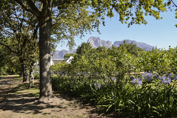 Trees casting shadows on the ground, plants, flowers, grape vines and mountains in the background. It is a sunny day and the sky is blue. Stellenbosch, South Africa.