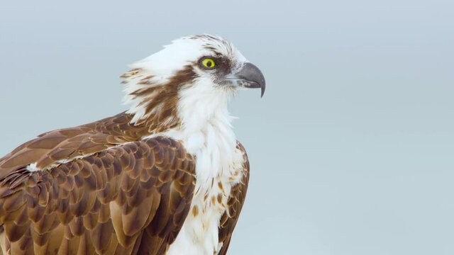 osprey sea hawk opening and closing beak close up