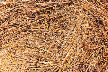 A stack of hay. Dry grass