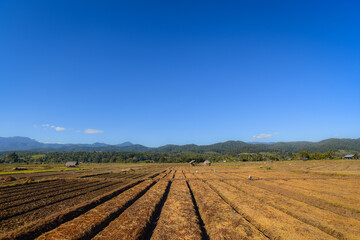 Fototapeta na wymiar landscape with agricultural land on the plains that had recently been plowed and seeded with straw covered To maintain moisture and prevent destruction from animals and insects Prepare for planting