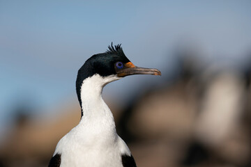 King Cormorant (Phalacrocorax atriceps)