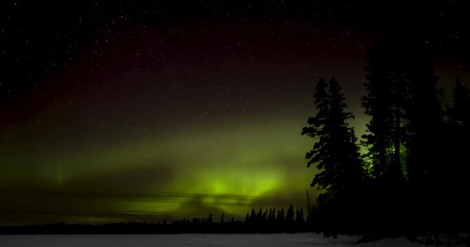 A black sky filled with stars and green swirling Aurora above black silhouettes of pine trees.

