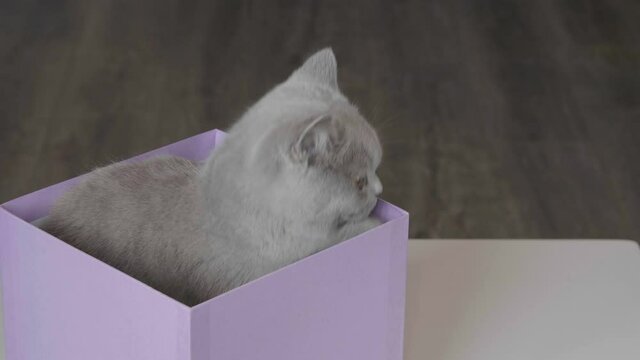 Funny cat looks out of curiosity from grey box. Funny pets playing at home. Cat sitting in box.