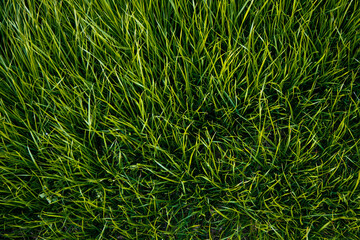 green grass background
