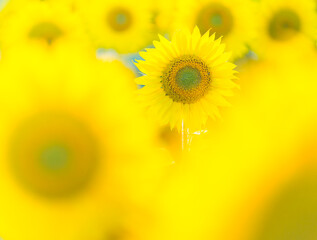 Sunflower plantation, Cuestahedo, Merindad de Montija, Merindades, Burgos, Castilla y Leon, Spain, Europe