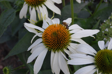 A collection of flowers, some with beets pollenating. Perfect use for wildlife video, presentation on bees.