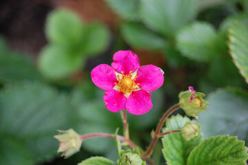 A collection of flowers, some with beets pollenating. Perfect use for wildlife video, presentation on bees.