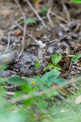 The European nightjar, Eurasian nightjar or just nightjar (Caprimulgus europaeus), MOC Montaña Oriental Costera, NATURA 2000, Cantabria, Spain, Europe