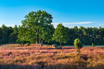 Heidelandschaft mit bl&uuml;hendem Heidekraut, alten Eichen, Wacholder und H&uuml;gelgrab im Morgenlicht, L&uuml;neburger Heide