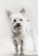 Yorkshire Terrier - High key Monochrome