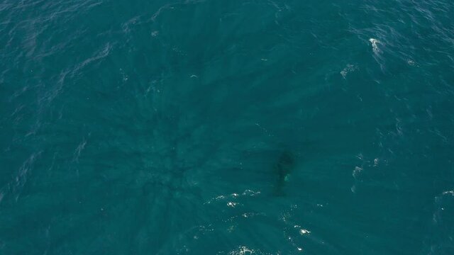 Aerial tracking a single killer whale swimming and breaching dark blue ocean waters - Exmouth, Australia