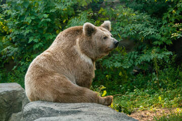 Obraz premium A bear on the shore of a lake