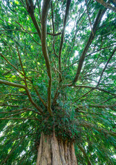 EUROPEAN YEW (Taxus baccata), Finery forge LA ISECA, Guriezo, MOC Montaña Oriental Costera, NATURA 2000, Cantabria, Spain, Europe