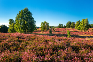 Typische Landschaft der Lüneburger Heide mit blühendem Heidekraut und Wacholder