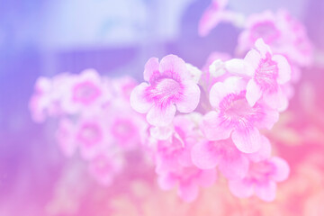 Vintage style colorful flower blur and soft blur