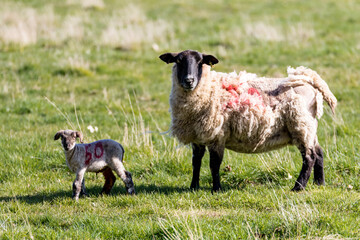 Baby spring lamb following after its mother in a Suffolk farm field. Springtime concept