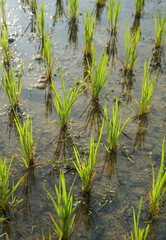 Closeup of young green asian rice plants (Oryza sativa, Indian variety) growing in waterlogged paddy field. Shot taken in West Bengal.