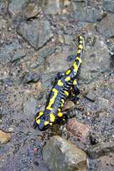 Salamander