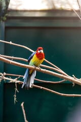 Parrots macaws sitting on a close-up branch