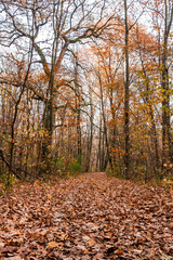 Autumn sunny alley in the leaves, through the trees the sun breaks through