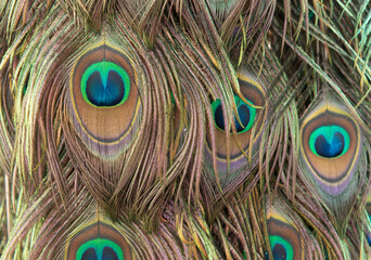 Fototapeta premium Colorful mosquito feathers, Pattern