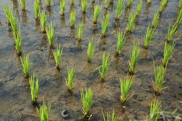 Closeup of young green asian rice plants (Oryza sativa, Indian variety) growing in waterlogged paddy field. Shot taken in West Bengal.