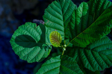 Feuilles vertes au printemps