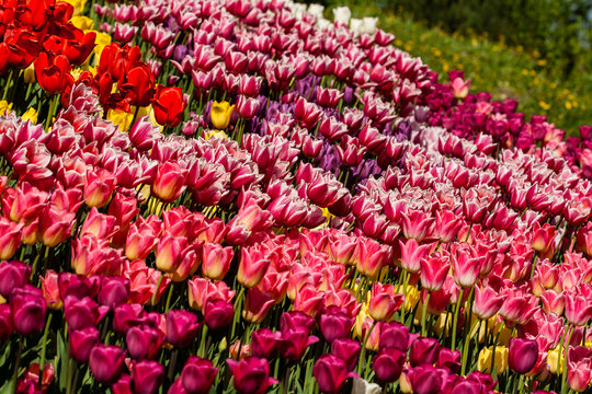 Spring field of colorful tulips