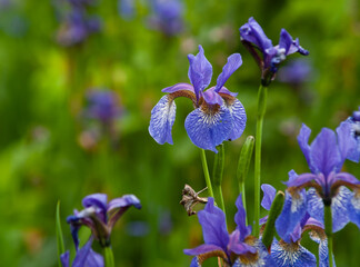 blue irises on garden at spring. © AGITA LEIMANE