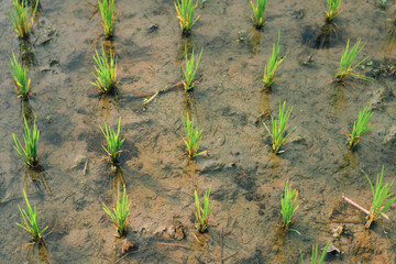 Young green paddy plants in an agricultural field of West Bengal, India.