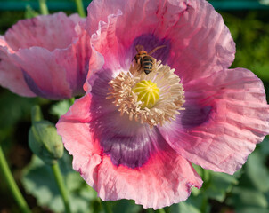 bee insaid pink poppy flower head.