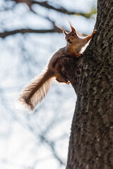 Fototapeta na wymiar Squirrel sits on a tree