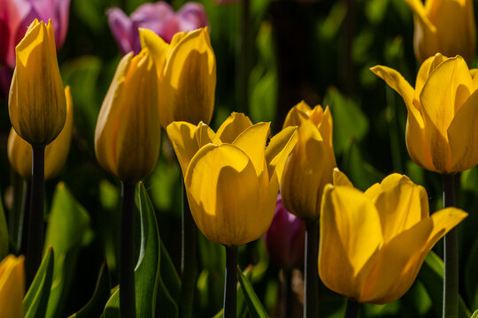 Macro of yellow tulips on a background of green grass
