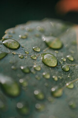 water drops on leaf